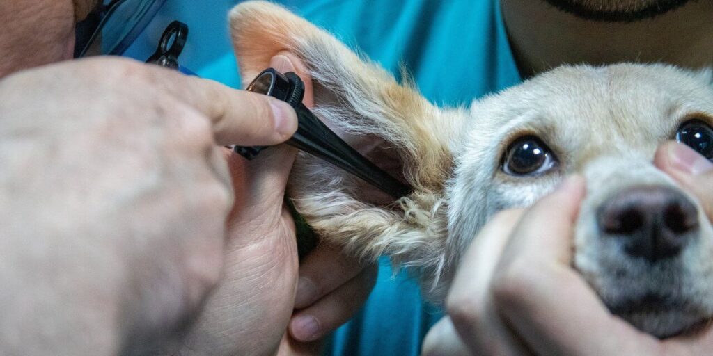 állatorvosi asszisztens egy kutya fejét tartja